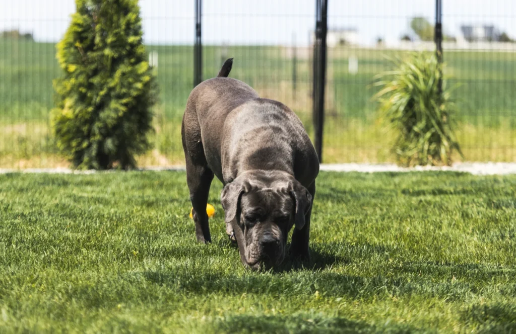 Iconic Corso - Denvers Best Corsos 2024-09-03 at 11.50.37 PM 29