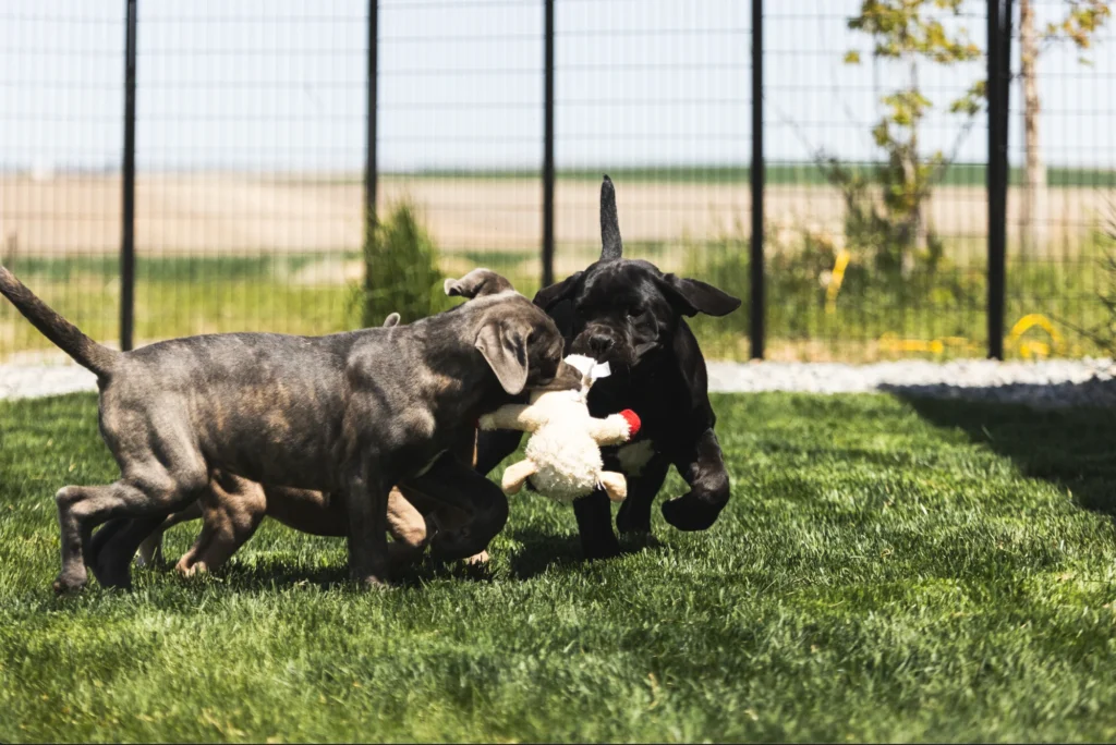 Iconic Corso - Puppies Playing2024-09-06 at 1.55.28 AM