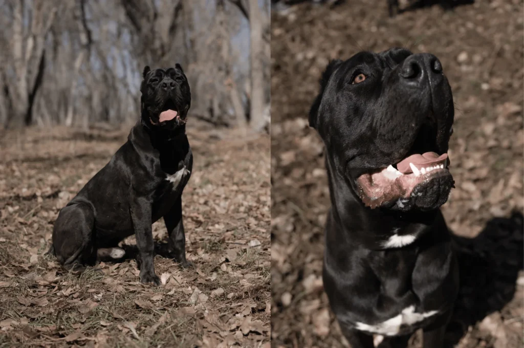 Gallery Shots - Iconic Cane Corso 1
