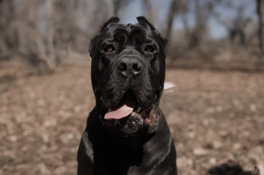 Gallery Shots - Iconic Cane Corso 2