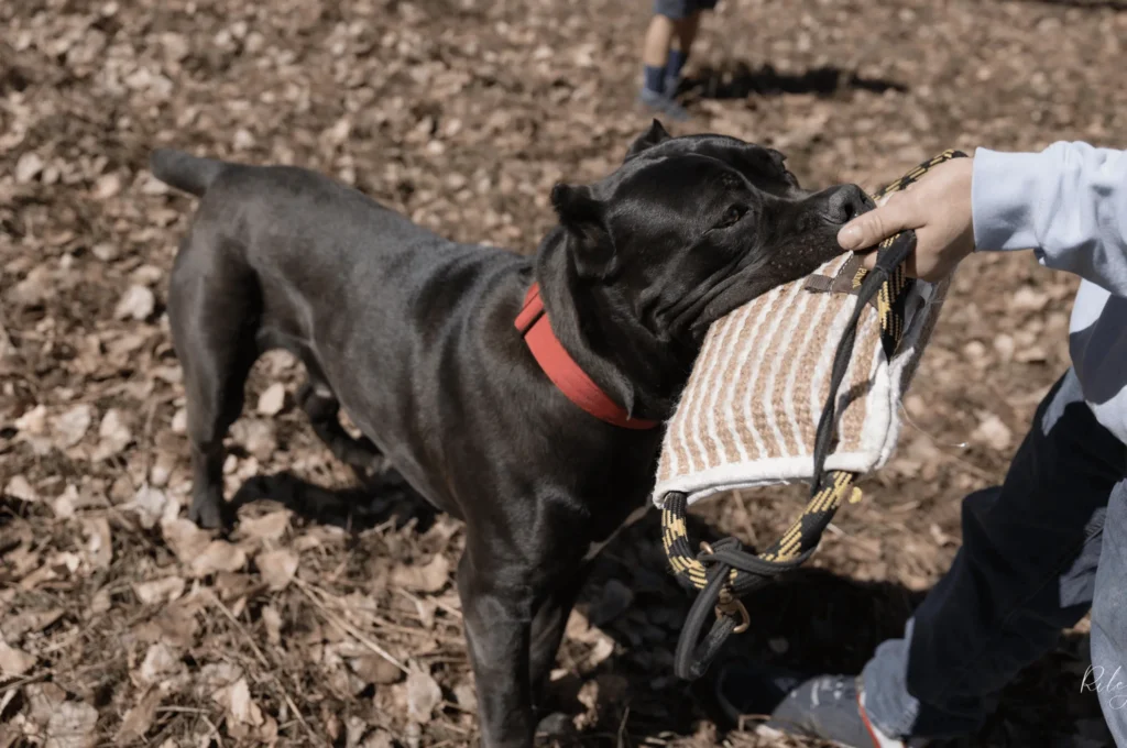Gallery Shots - Iconic Cane Corso 3