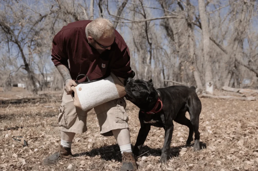 Gallery Shots - Iconic Cane Corso 4