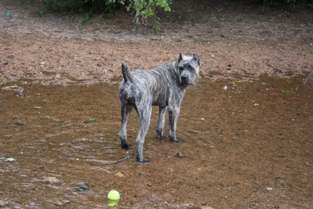 Thora - Iconic Cane Corso 1