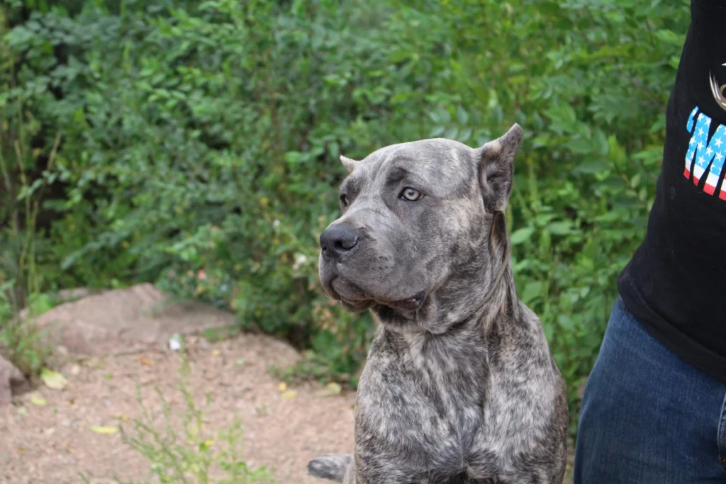 Thora - Iconic Cane Corso 5